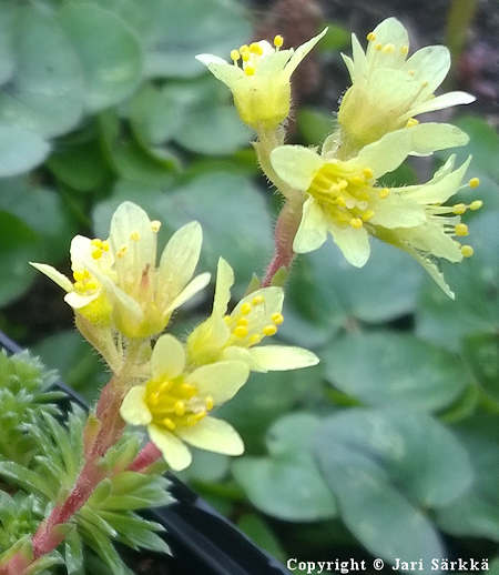 Saxifraga x apiculata tyynyrikko